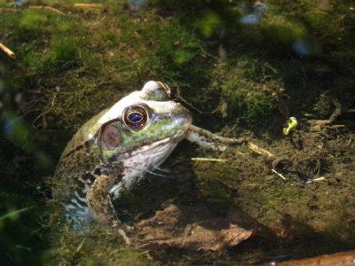 一只青蛙在水里的照片，清澈的水中有苔藓和碎片