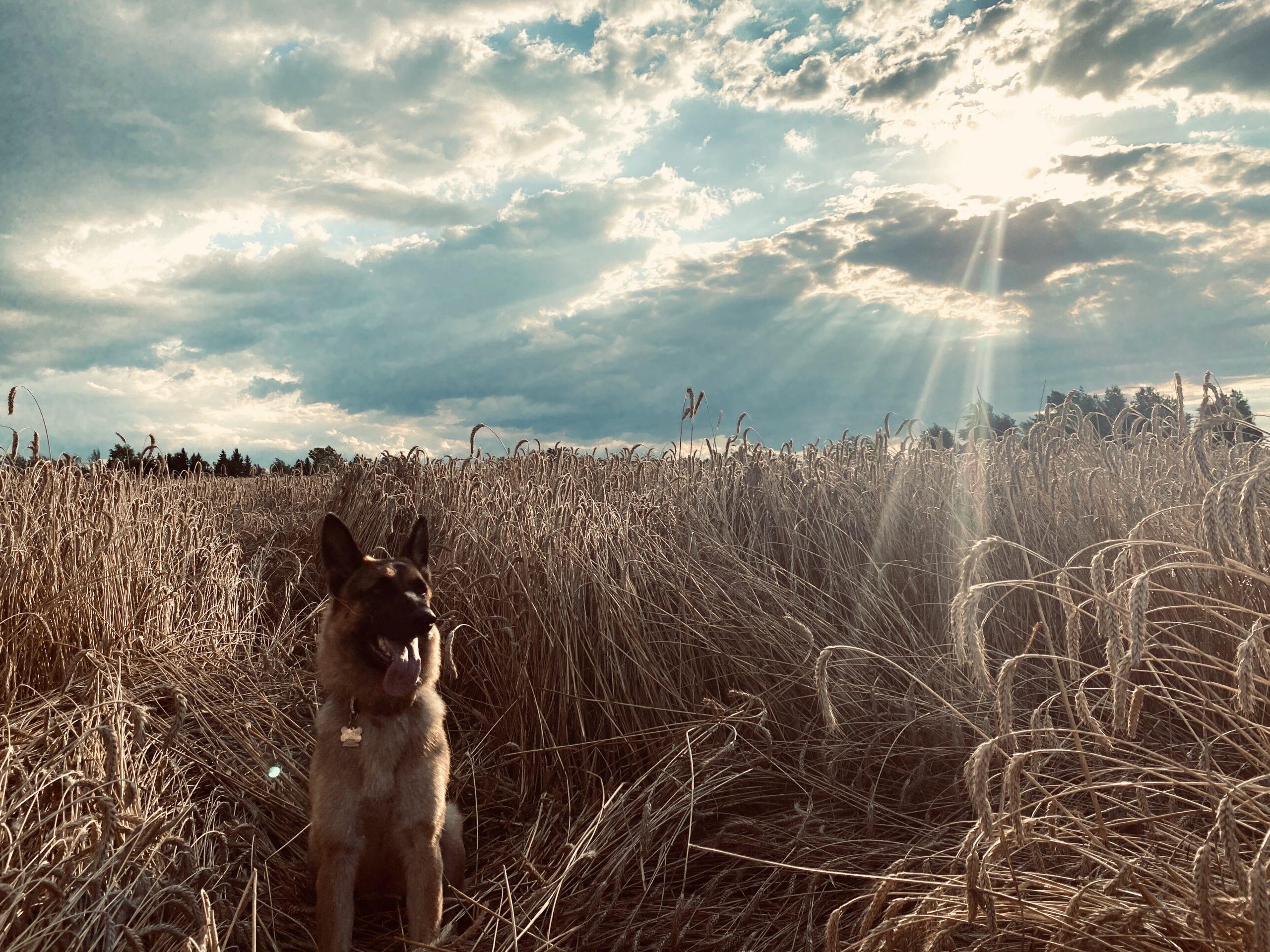 德国牧羊犬在田野里的照片，背景是穿过云层的阳光