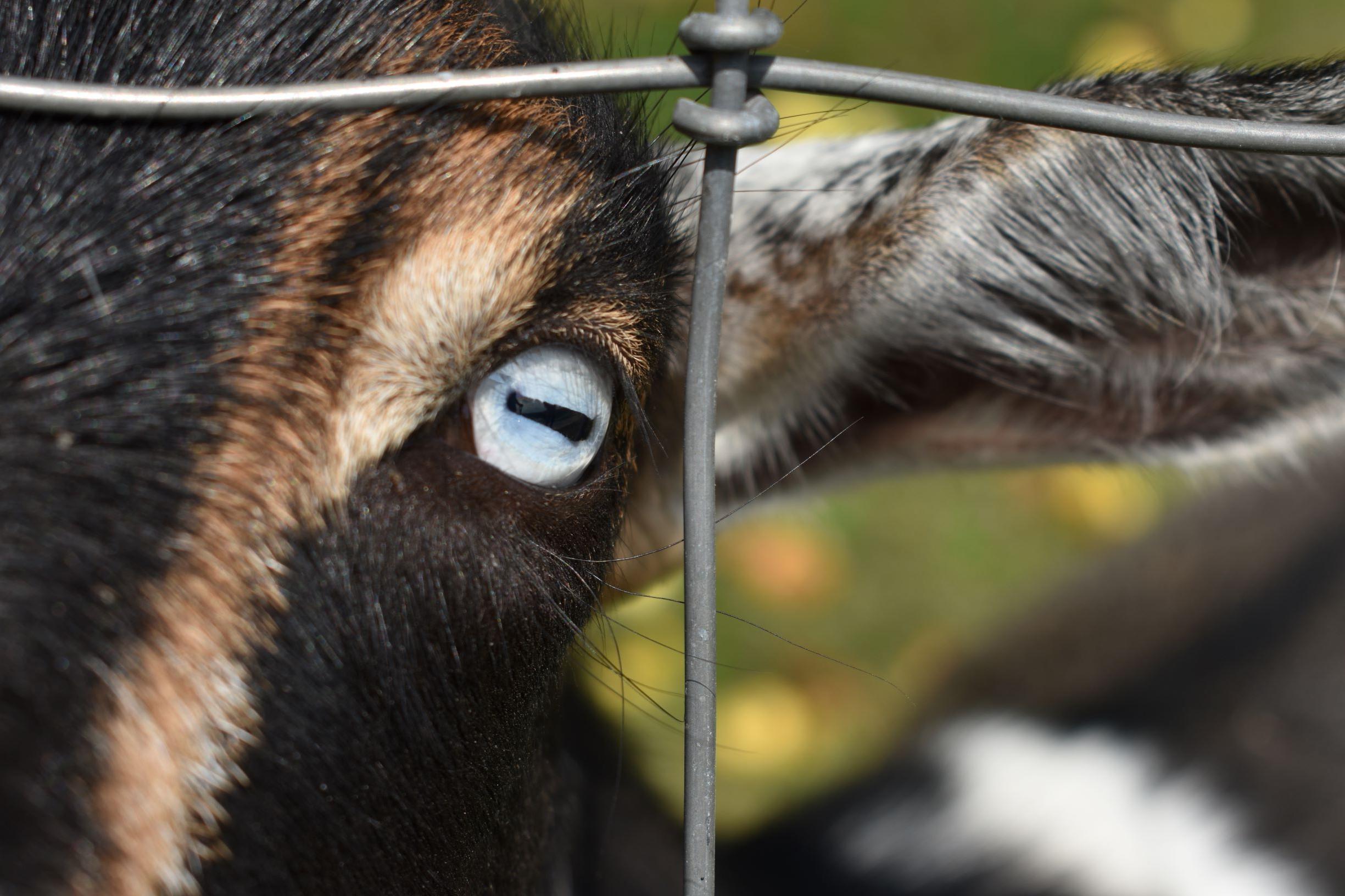 山羊透过栅栏窥视的照片，部分露出脸，耳朵，蓝色眼睛的中心